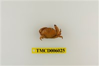 藏品(光手滑面蟹)的圖片